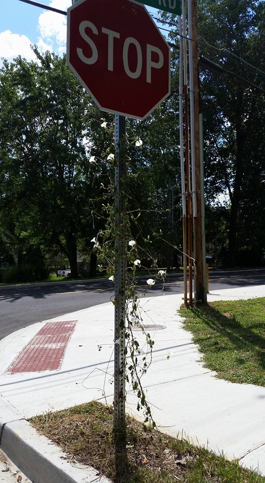 THE VINE (Part 2 of 2): Warning Signs